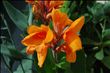 Canna Tangelo